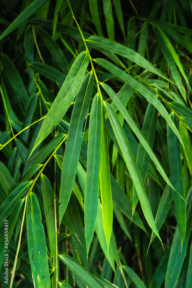 Fototapeta premium tropical leaves in nature,foliage bamboo leaf natural background.