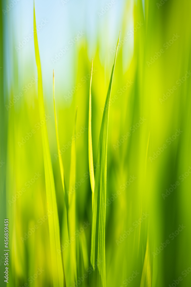 Naklejka premium Rice is growth in the rice paddies.Bright green grass.The seedlings of rice are light green.