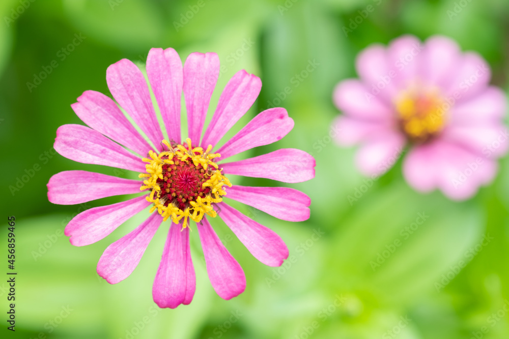 pink flower and fresh in the garden.