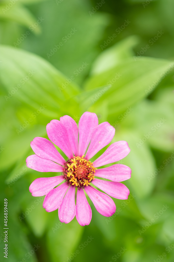 Obraz premium pink flower and fresh in the garden.Flower and copy space.