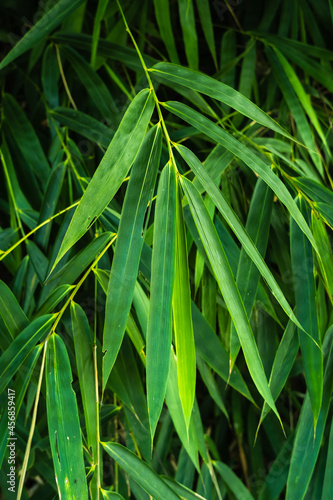 tropical leaves in nature,foliage bamboo leaf natural background.