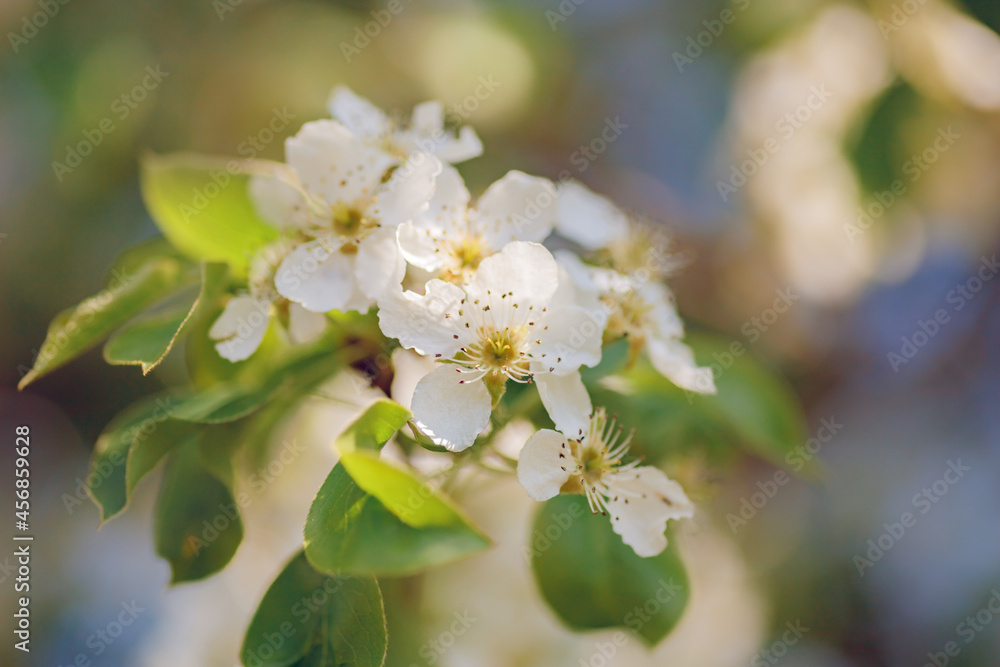 Obraz premium Blossom apple tree on nature background