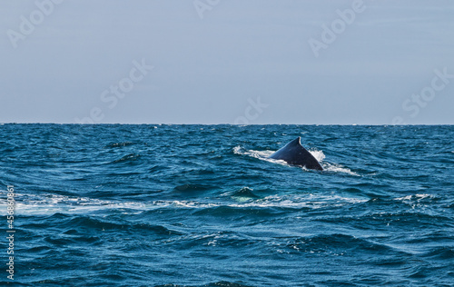 Dorsal fin of a baby humpback whale in the tropical pacific ocean with a clear blue sky.
