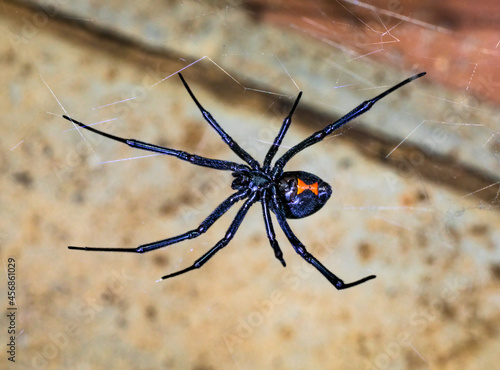 Black Widow Spider photo