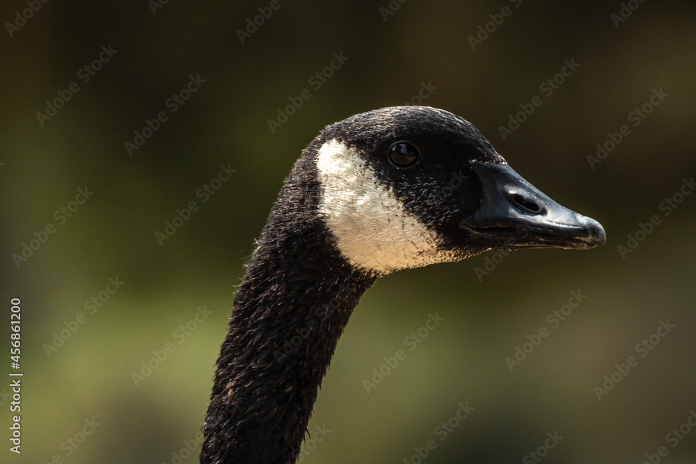 Canadian Goose face Canadian Goose face