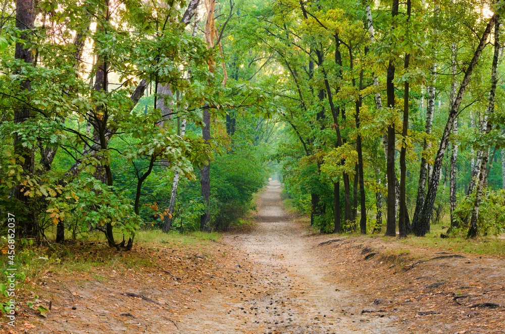 Obraz premium Picturesque landscape view of narrow dirt road in the autumn forest. Forest path in the morning. Forest trail
