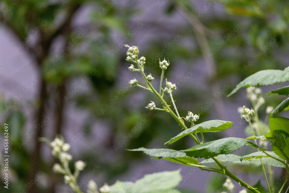 black berry flower buds not blooming on vine black berry flower buds not blooming on vine