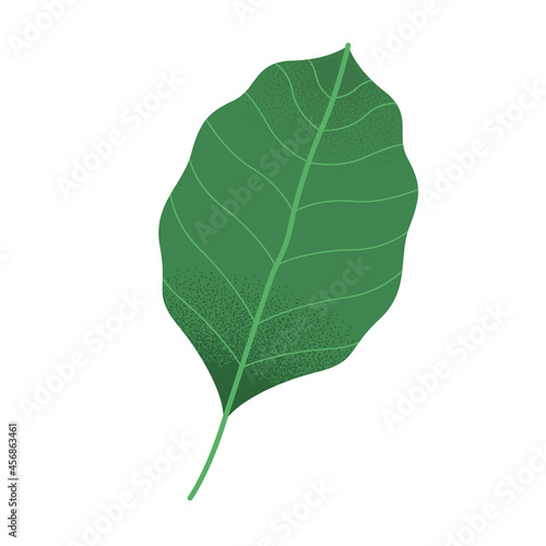 leaf plant nature