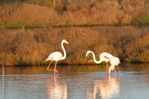 Greater Flamingo Phoenicopterus roseus from Camargue  southern France