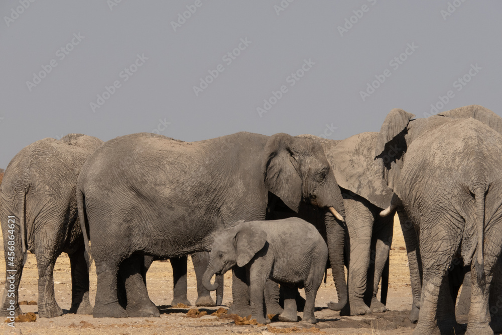 Fototapeta premium A herd of elephants drinking water at a watering hole. A baby elephant or calf is standing in the front.