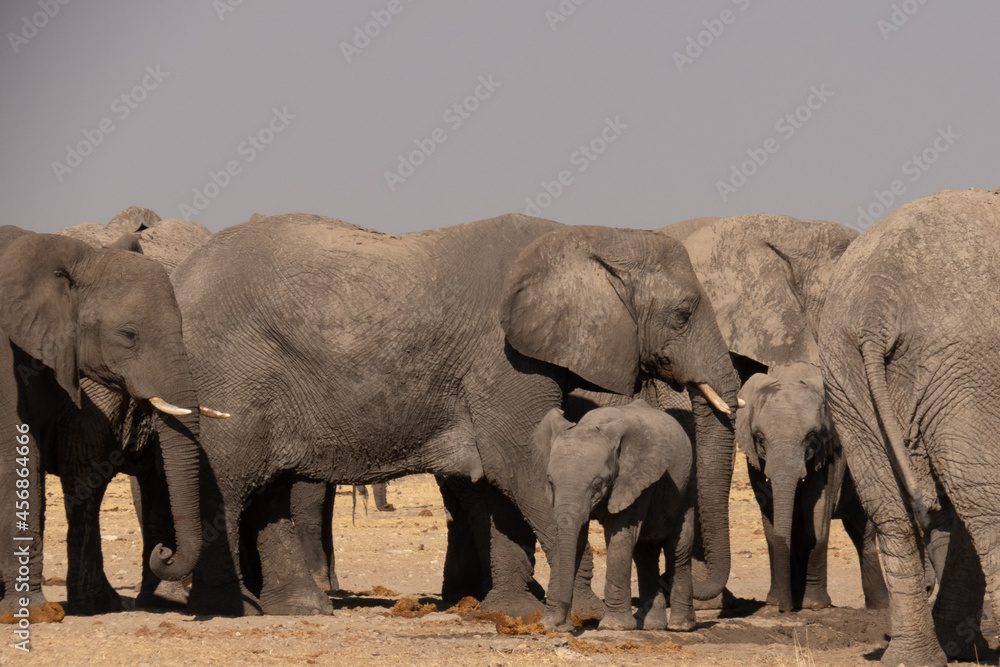 Fototapeta premium A herd of elephants drinking water at a watering hole. A baby elephant or calf is standing in the front.