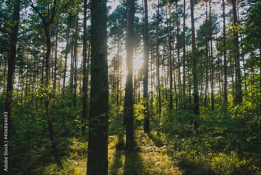 Fototapeta premium morning in the forest