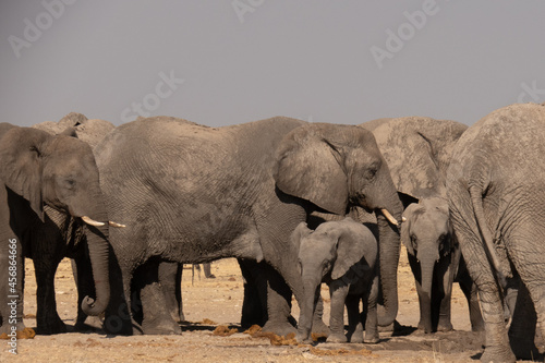 A herd of elephants drinking water at a watering hole. A baby elephant or calf is standing in the front.