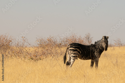 Burchells or plains zebra  unique markings  mostly black - equus quagga  with melanistic markings in Etosha National Park  Namibia
