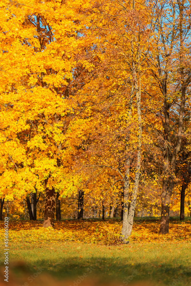 beautiful autumn landscape with golden fall foliage in the park