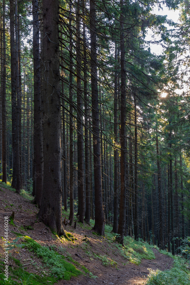 Forest of Spruce Trees illuminated by Sunbeams through Fog, a Carpet of Moss and stones covering the forest floor. Natural relict spruce (Picea abies) forest in the Carpathian Mountains Forest of Spruce Trees illuminated by Sunbeams through Fog, a Carpet of Moss and stones covering the forest floor. Natural relict spruce (Picea abies) forest in the Carpathian Mountains
