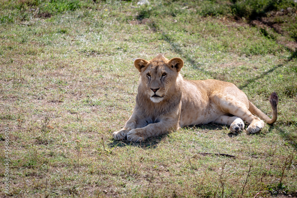 The lion cub was lying on the ground, not looking at the camera. View from above. The lion cub was lying on the ground, not looking at the camera. View from above.