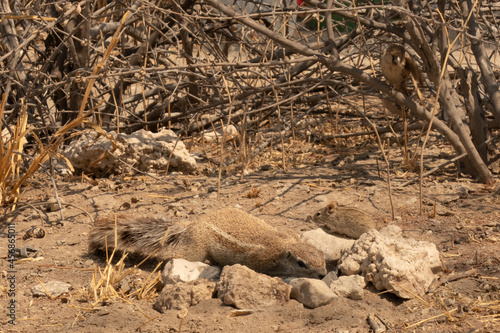 Close up of a Cape Ground Squirrel drinking water. There is a stripped mouse and a social weaver in the background. Location  Etosha National Park  Namibia
