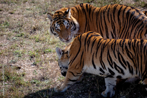 two young tigers are walking next to each other. One is turned towards us. The second is shot from the side.