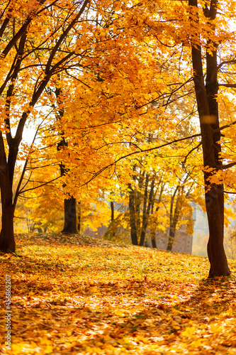 Beautiful sunny autumn with golden foliage in the park. Yellow fall leaves