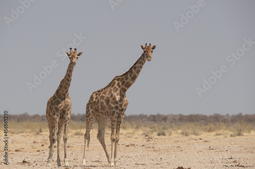 Two giraffes walking towards the viewer. Location: Etosha National Park, Namibia, Africa
