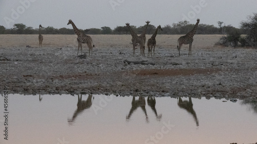 A tower or group of giraffe approaching a watherhole in Etosha National Park in Namibia. Their reflections are visible in water.