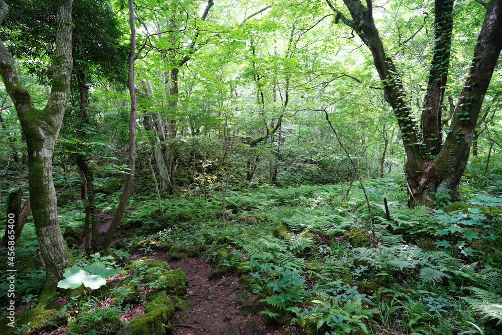 a refreshing spring forest with a path a refreshing spring forest with a path