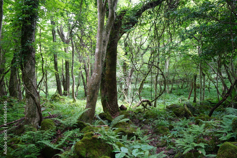 Fototapeta premium a lively dense forest with vines