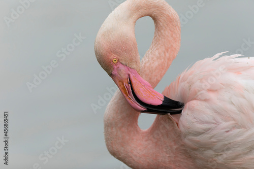 Greater Flamingo Phoenicopterus roseus from Camargue, southern France photo