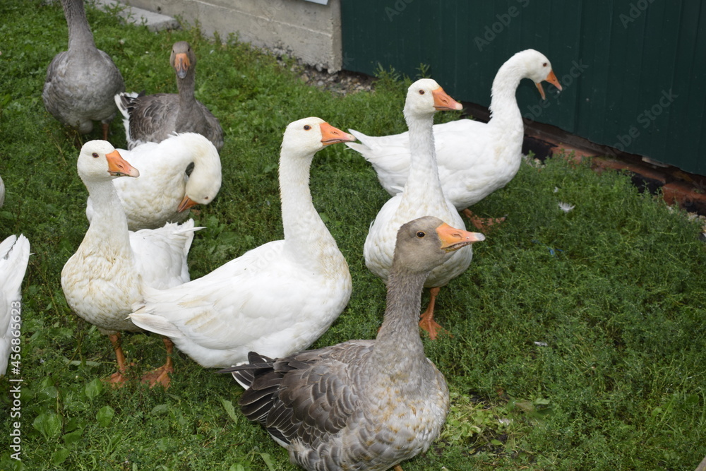 group of geese group of geese