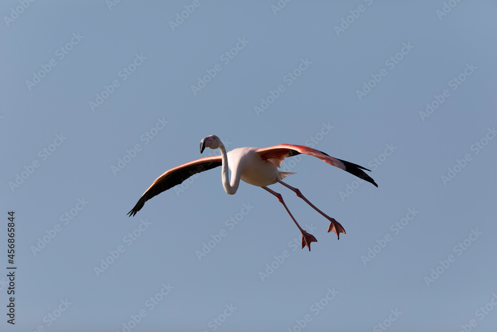 Fototapeta premium Greater Flamingo Phoenicopterus roseus from Camargue, southern France