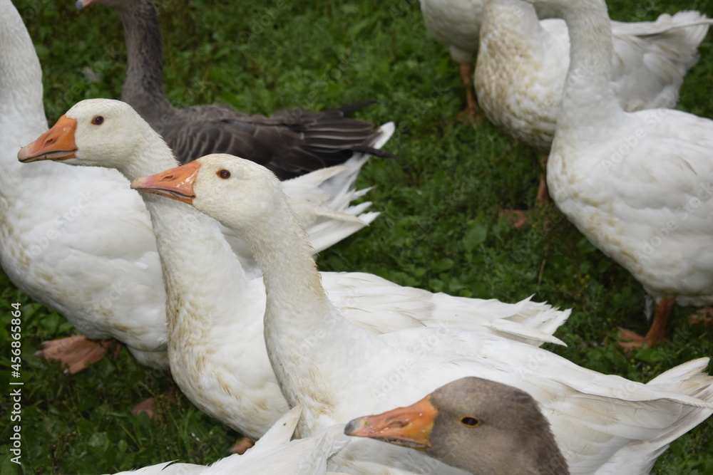 Obraz premium geese in the park