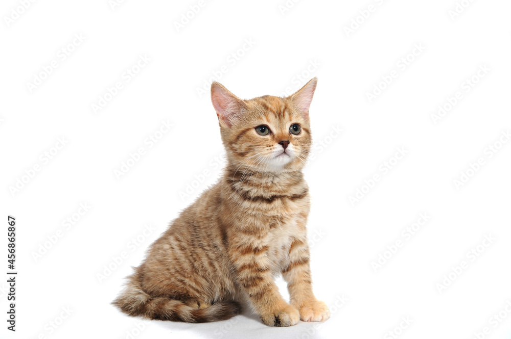 ginger striped purebred cat sitting on white isolated background