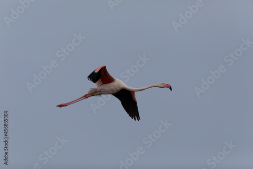 Greater Flamingo Phoenicopterus roseus from Camargue, southern France