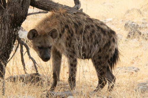 Close up of a spotted hyaena between the yellow grass at Etosha National Park, Namibia