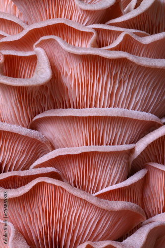 Valokuvatapetti Patterns on the home grown Pink Oyster mushroom