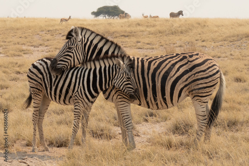 Side profile of a Burchells or Plains zebra female and calf with their heads and necks next to each other in the yellow grasslands of Etosha National Park, Namibia, Africa