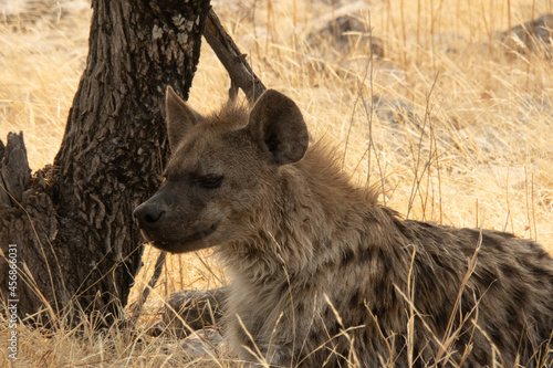 Close up of a spotted hyaena lying between yellow grass at Etosha National Park, Namibia