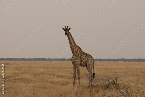 Lone giraffe walking over the grasslands at Etosha National Park, Namibia, Africa