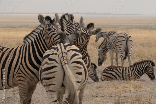 Two Burchells Zebras resting their heads on the back of a third zebra in the yellow grasslands of Etosha National Park, Namibia, Africa