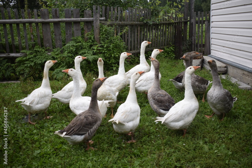 Obraz premium geese in the park