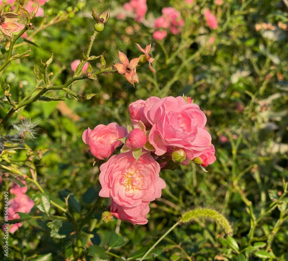 Pink roses bush on green grass summer meadow. Delicate roses blossom. Romantic small pink roses for Valentine's Day romance floral arrangement. Idyllic summer flowerbed. Pink roses bush on green grass summer meadow. Delicate roses blossom. Romantic small pink roses for Valentine's Day romance floral arrangement. Idyllic summer flowerbed.