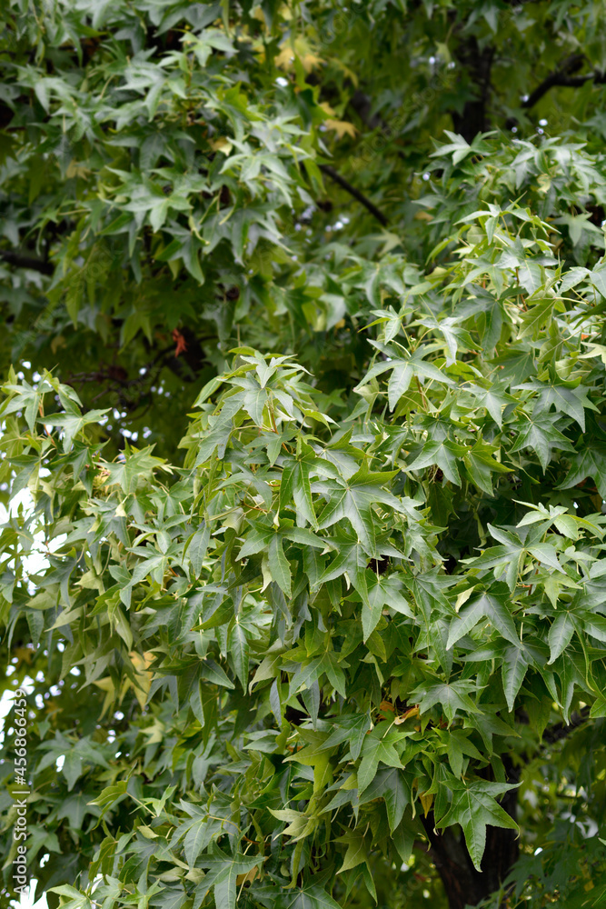 Obraz premium American sweetgum