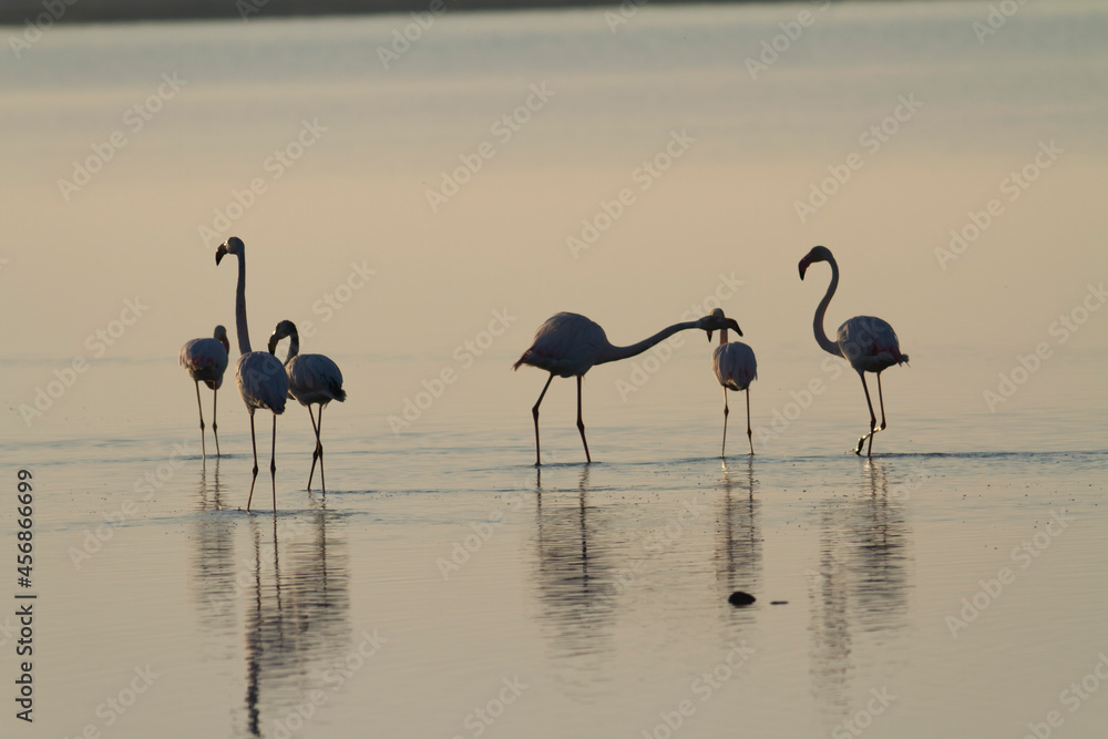 Naklejka premium Greater Flamingo Phoenicopterus roseus from Camargue, southern France