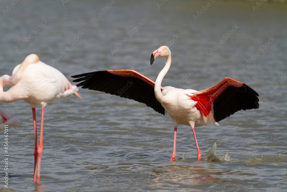 Greater Flamingo Phoenicopterus roseus from Camargue, southern France Greater Flamingo Phoenicopterus roseus from Camargue, southern France