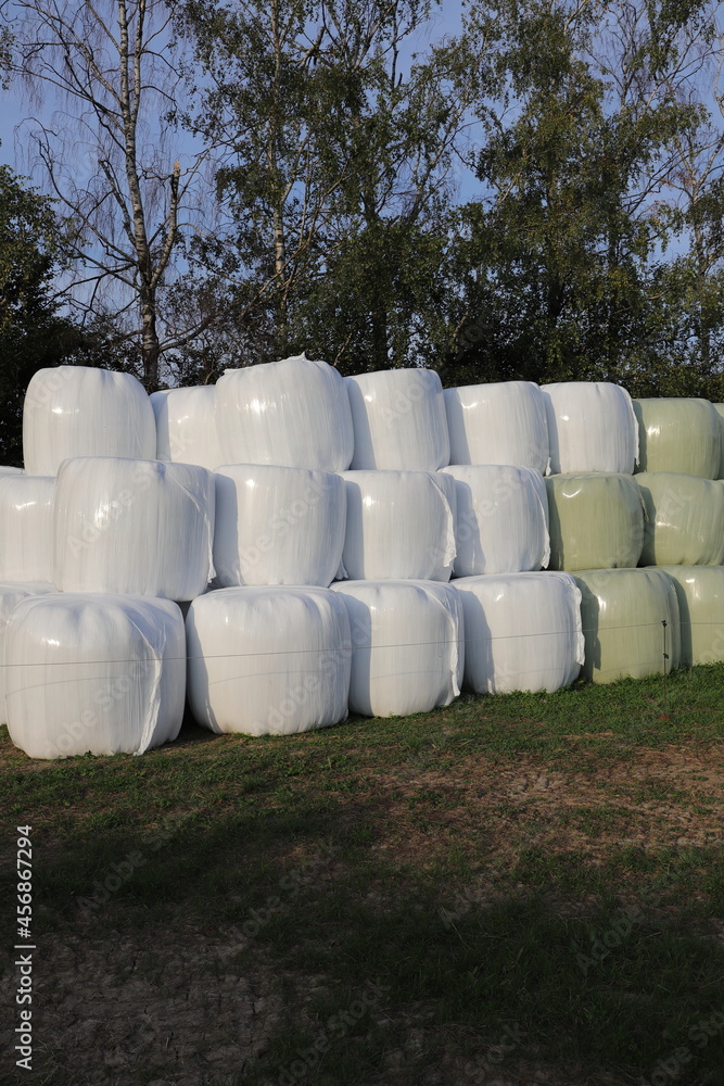 around many white silo bales lie on a meadow around many white silo bales lie on a meadow
