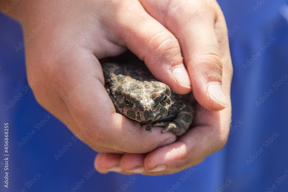 Frog in the hands of a child