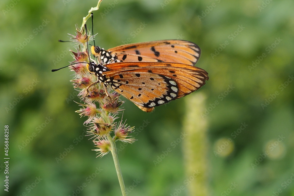 Obraz premium Beautiful butterfly on wild flower in the garden