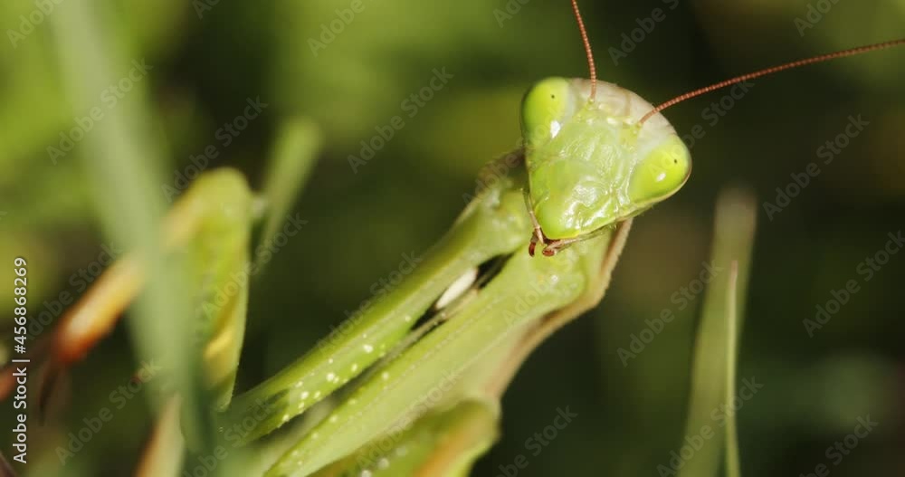 The European mantis (praying mantis) close-up The European mantis (praying mantis) close-up