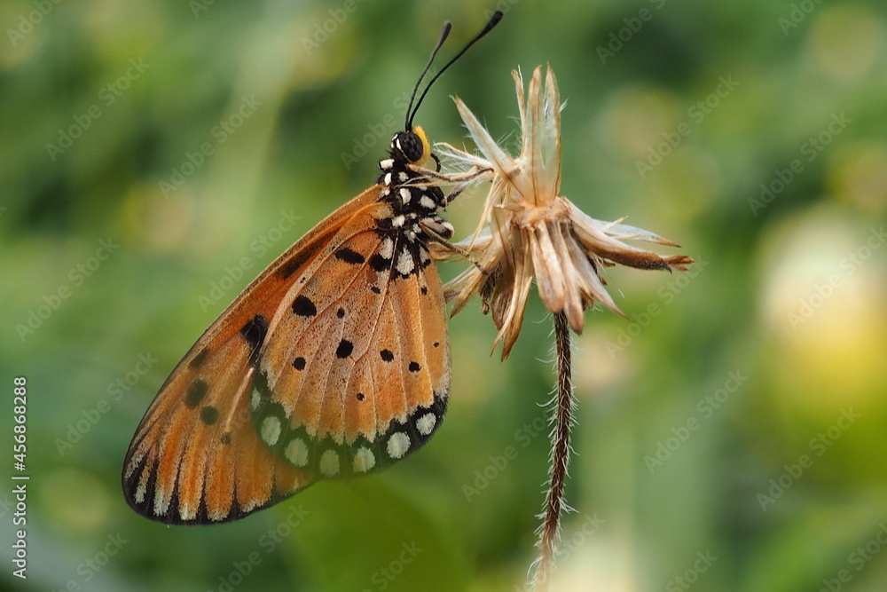 Fototapeta premium Beautiful butterfly on wild flower in the garden